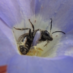 Lasioglossum (Chilalictus) sp. (genus & subgenus) at Aranda, ACT - 30 Oct 2022 02:50 PM