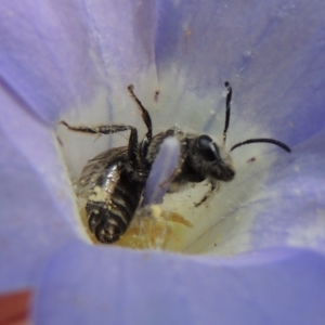 Lasioglossum (Chilalictus) sp. (genus & subgenus) at Aranda, ACT - 30 Oct 2022