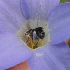 Lasioglossum (Chilalictus) sp. (genus & subgenus) at Aranda, ACT - 30 Oct 2022 02:50 PM