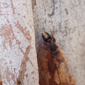 Mutillidae (family) at Murrumbateman, NSW - 4 Apr 2023