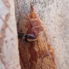 Mutillidae (family) at Murrumbateman, NSW - 4 Apr 2023