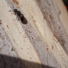 Mutillidae (family) at Murrumbateman, NSW - 4 Apr 2023