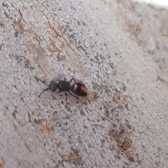 Mutillidae (family) at Murrumbateman, NSW - 4 Apr 2023