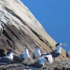 Thalasseus bergii (Crested Tern) at Fitzroy Island, QLD - 31 Mar 2023 by MatthewFrawley