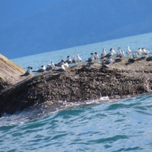 Thalasseus bergii at Fitzroy Island, QLD - 31 Mar 2023 03:40 PM