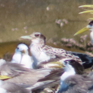 Thalasseus bergii at Fitzroy Island, QLD - 31 Mar 2023