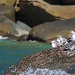 Thalasseus bergii at Fitzroy Island, QLD - 31 Mar 2023 03:10 PM
