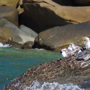 Thalasseus bergii at Fitzroy Island, QLD - 31 Mar 2023