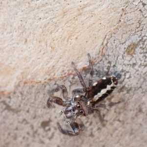 Sandalodes bipenicillatus at Murrumbateman, NSW - 4 Apr 2023 04:57 PM