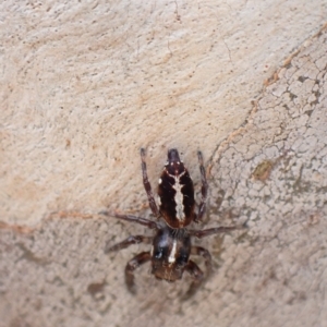 Sandalodes bipenicillatus at Murrumbateman, NSW - 4 Apr 2023 04:57 PM