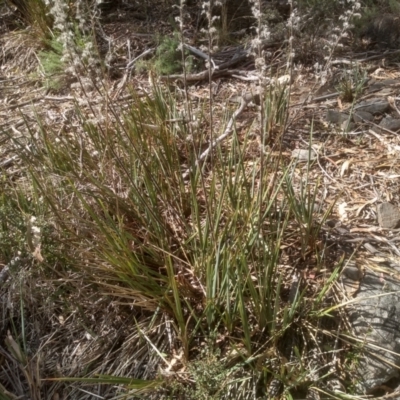 Dianella revoluta (Black-Anther Flax Lily) at Cooma North Ridge Reserve - 5 Apr 2023 by mahargiani