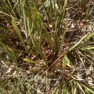 Dianella revoluta at Cooma, NSW - 5 Apr 2023 01:32 PM