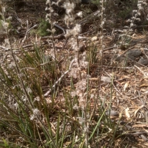 Dianella revoluta at Cooma, NSW - 5 Apr 2023 01:32 PM