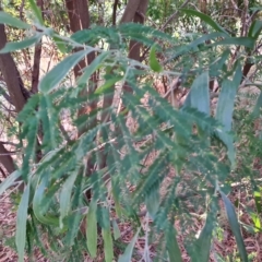 Acacia melanoxylon (Blackwood) at Isaacs, ACT - 5 Apr 2023 by Mike