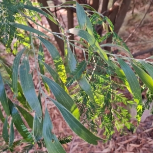 Acacia melanoxylon at Isaacs, ACT - 5 Apr 2023