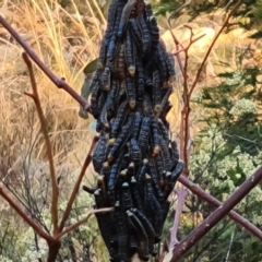 Perga sp. (genus) at Isaacs, ACT - 5 Apr 2023