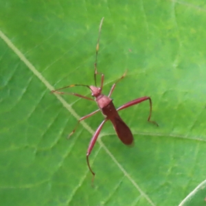Alydidae (family) at Fitzroy Island, QLD - 31 Mar 2023 04:19 PM
