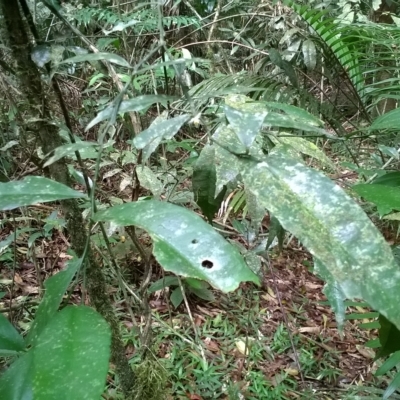 Citrus inodora (north Queensland lime) at Mossman Gorge, QLD - 7 Nov 2015 by Jase