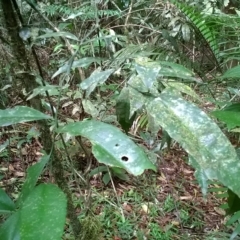 Citrus inodora (Russell River Lime) at Daintree National Park - 7 Nov 2015 by Jase