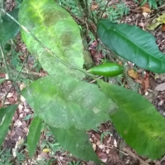 Citrus inodora at suppressed - suppressed