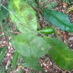 Citrus inodora at suppressed - 7 Nov 2015