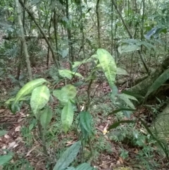 Citrus inodora at suppressed - suppressed