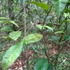 Citrus inodora F.M.Bailey at suppressed - suppressed