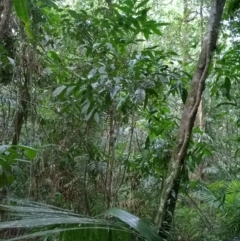 Citrus inodora F.M.Bailey at suppressed - suppressed