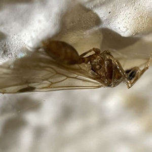 Myrmicinae (subfamily) at Braddon, ACT - 5 Apr 2023