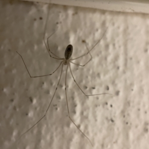 Pholcus phalangioides at Braddon, ACT - 5 Apr 2023 06:17 PM