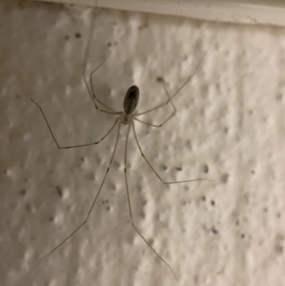 Pholcus phalangioides (Daddy-long-legs spider) at City Renewal Authority Area - 5 Apr 2023 by Hejor1