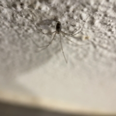 Pholcus phalangioides at Braddon, ACT - 5 Apr 2023 06:17 PM