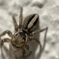 Maratus scutulatus (A jumping spider) at City Renewal Authority Area - 5 Apr 2023 by Hejor1