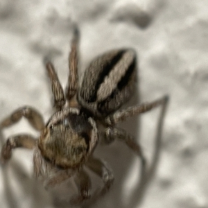 Maratus scutulatus at Braddon, ACT - 5 Apr 2023