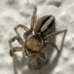 Maratus scutulatus at Braddon, ACT - 5 Apr 2023 06:16 PM