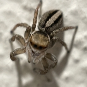 Maratus scutulatus at Braddon, ACT - 5 Apr 2023