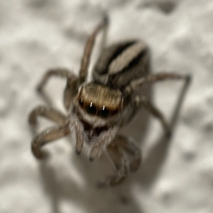 Maratus scutulatus at Braddon, ACT - 5 Apr 2023 06:16 PM