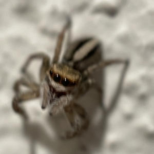 Maratus scutulatus at Braddon, ACT - 5 Apr 2023 06:16 PM