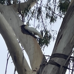 Cacatua galerita (Sulphur-crested Cockatoo) at Ainslie, ACT - 5 Apr 2023 by Hejor1