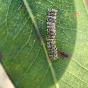 Apocrita (suborder) at Ainslie, ACT - 5 Apr 2023