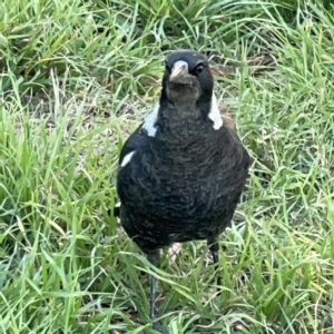 Gymnorhina tibicen at Ainslie, ACT - 5 Apr 2023