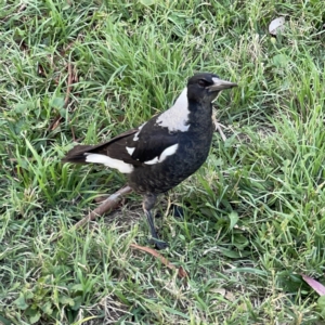 Gymnorhina tibicen at Ainslie, ACT - 5 Apr 2023