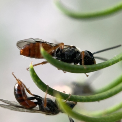 Lasioglossum (Homalictus) sp. (genus & subgenus) (Furrow Bee) at Ainslie, ACT - 5 Apr 2023 by Hejor1