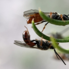 Lasioglossum (Homalictus) sp. (genus & subgenus) at Ainslie, ACT - 5 Apr 2023