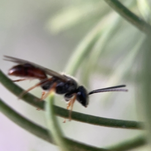 Lasioglossum (Homalictus) sp. (genus & subgenus) at Ainslie, ACT - 5 Apr 2023