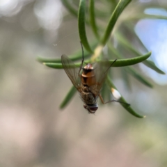 Tachinidae (family) (Unidentified Bristle fly) at Ainslie, ACT - 5 Apr 2023 by Hejor1