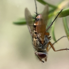 Tachinidae (family) at Ainslie, ACT - 5 Apr 2023