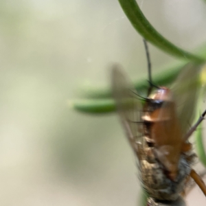 Tachinidae (family) at Ainslie, ACT - 5 Apr 2023