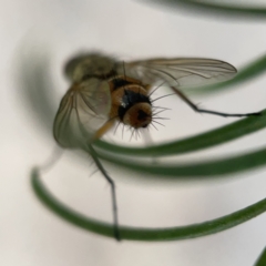 Tachinidae (family) at Ainslie, ACT - 5 Apr 2023