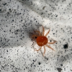 Anystidae (family) (Unidentified anystid mite) at Canberra, ACT - 5 Apr 2023 by Hejor1